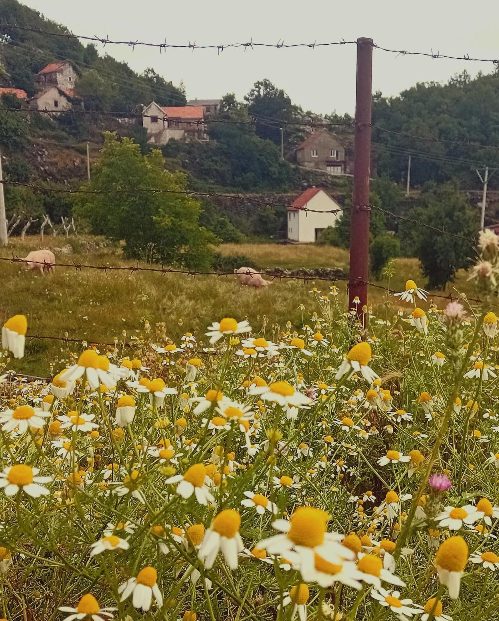 Konak Ugnji-Village Cetinje Exterior photo